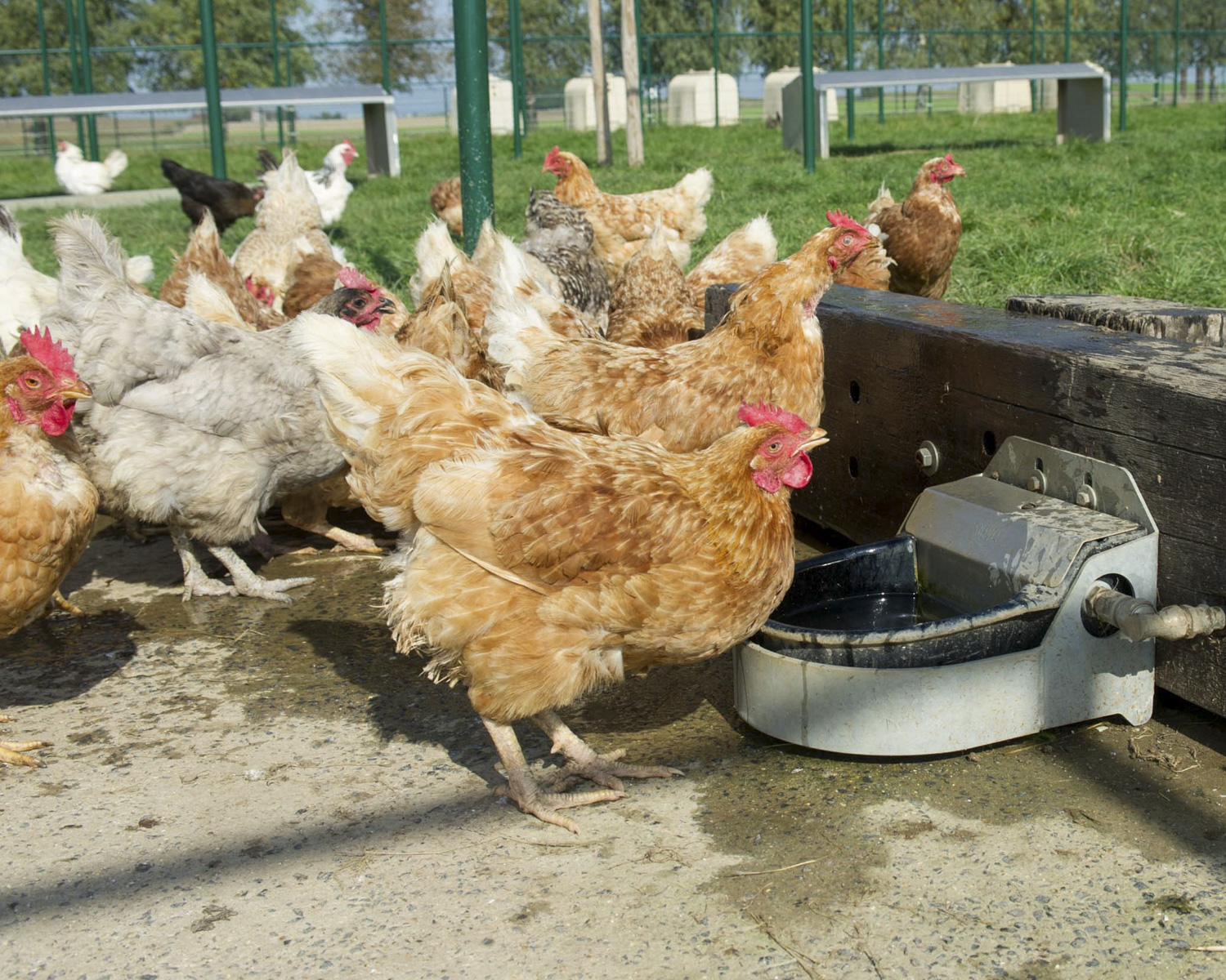 Le village des poules