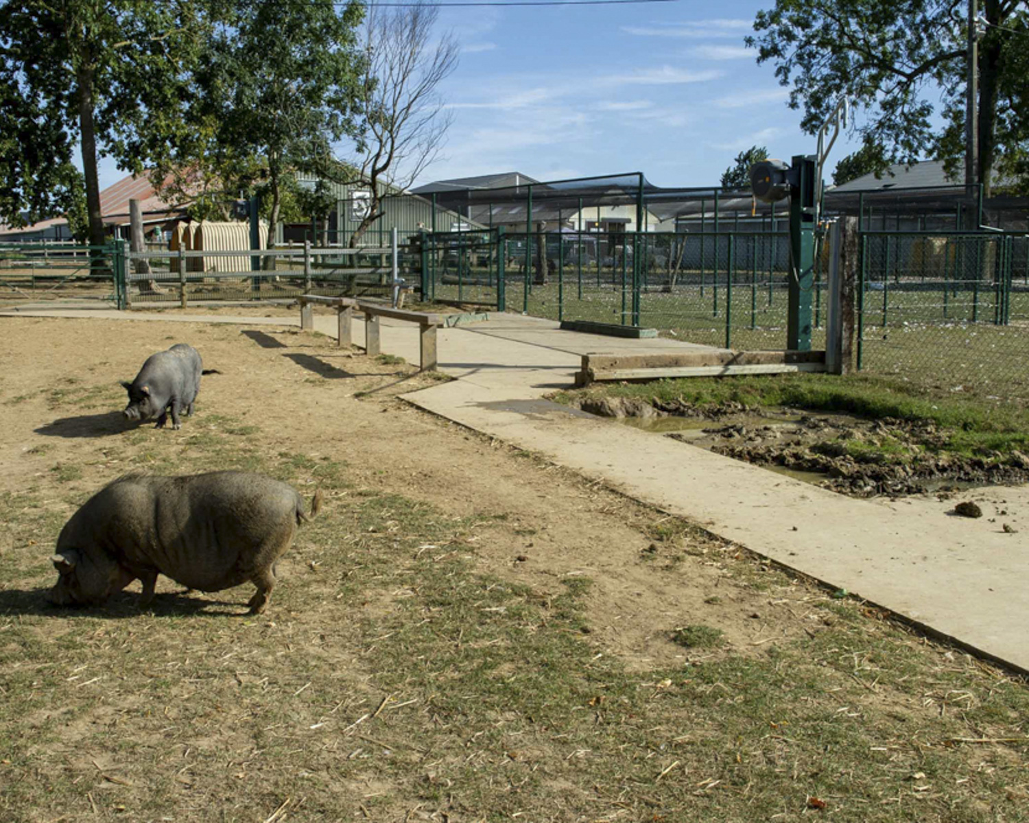 Le parcours des cochons
