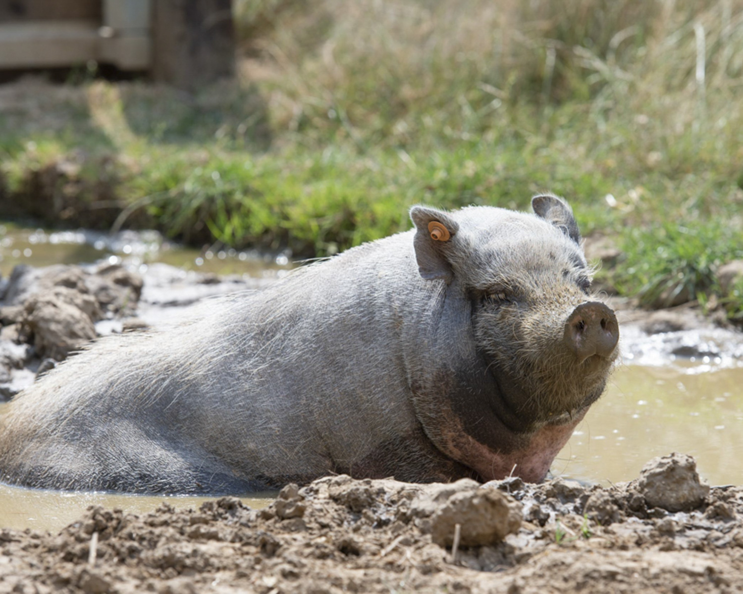 Le parcours des cochons