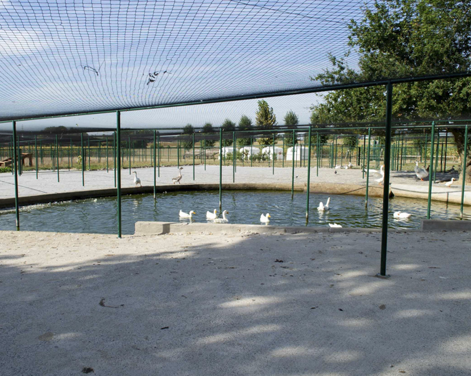 L'étang et l'espace pour les oies et les canards