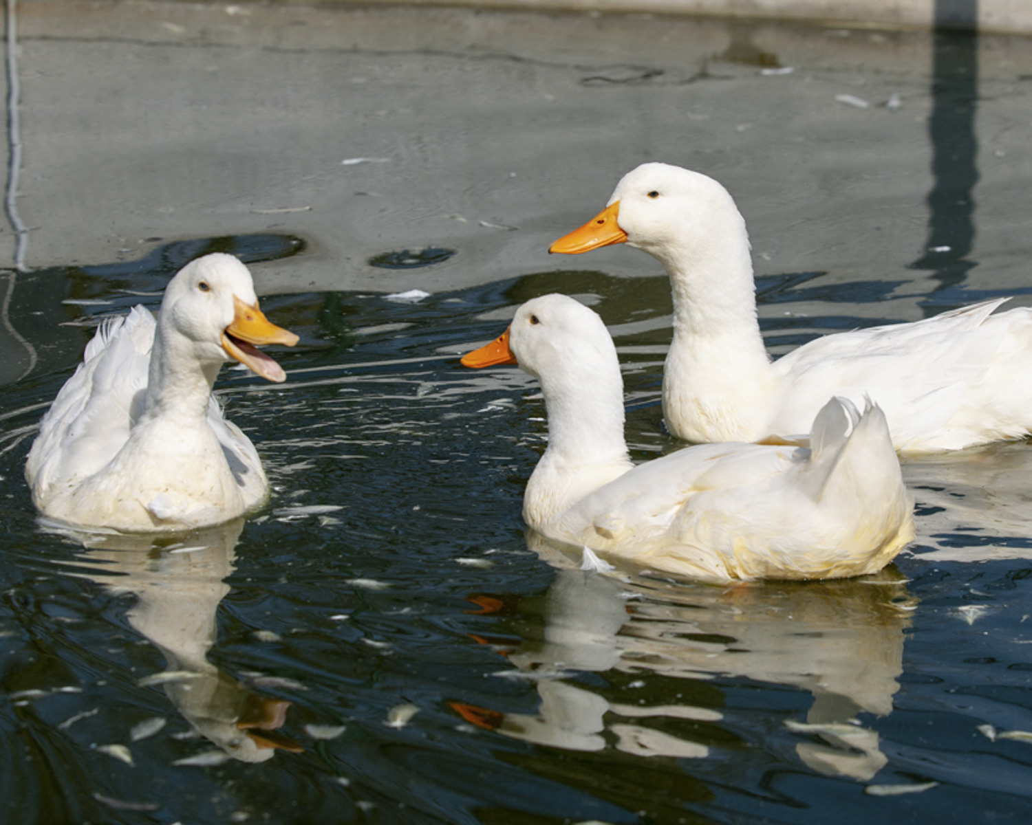 L'étang et l'espace pour les oies et les canards