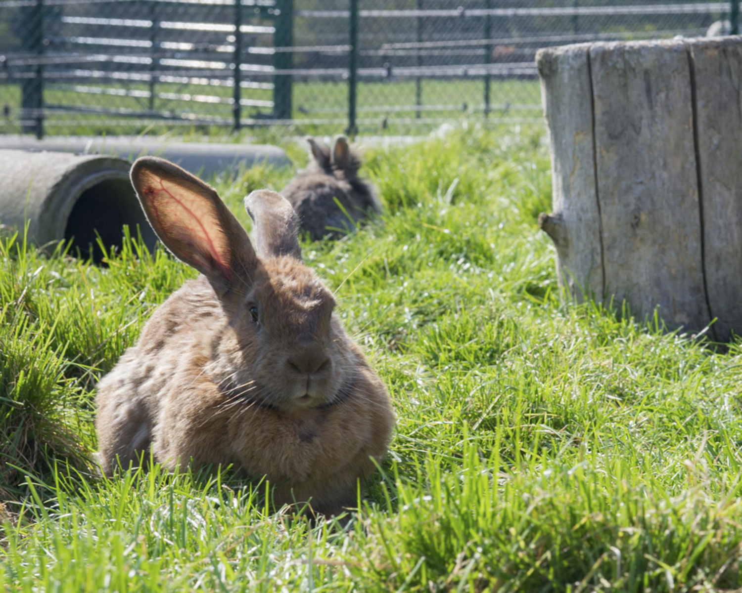 Les enclos des lapins