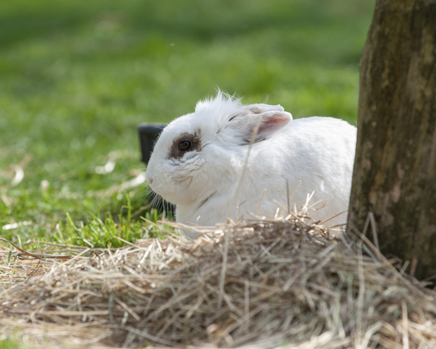 Les enclos des lapins