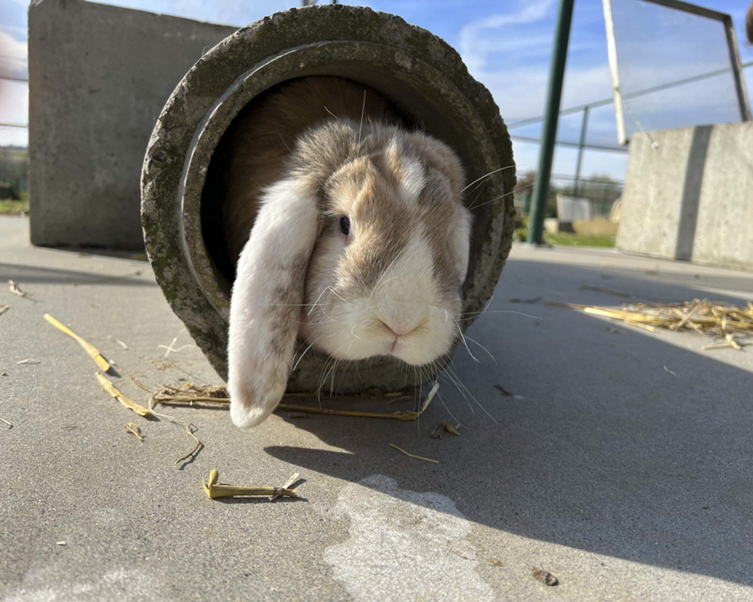 Les enclos des lapins