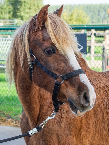 Aramis