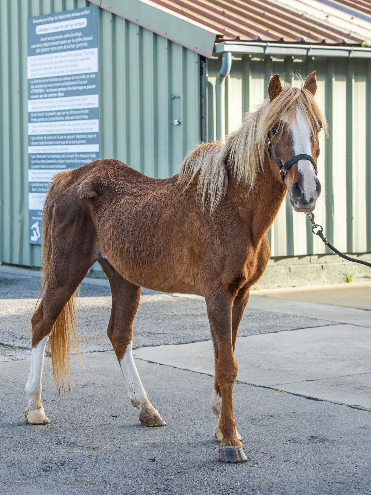 Aramis