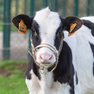 Ferdinand