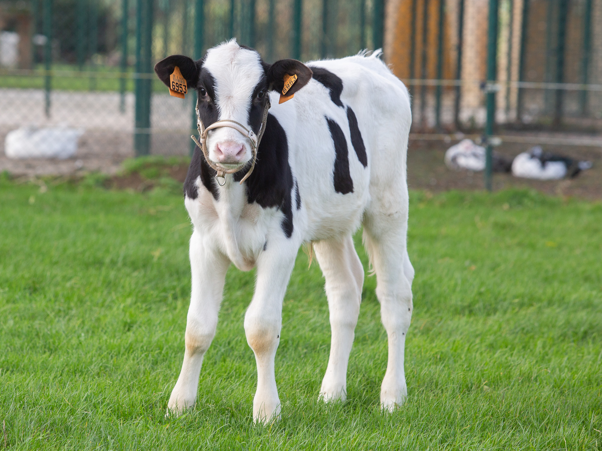 Ferdinand