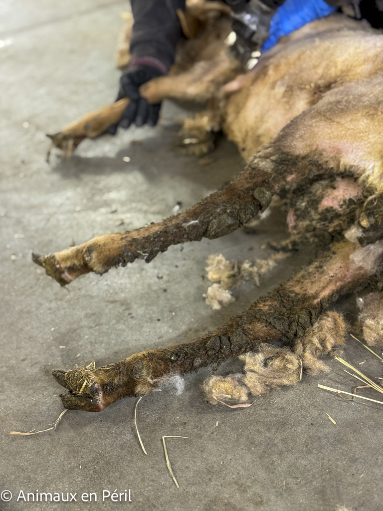  Nouvelle saisie de moutons maltraités en province du Luxembourg
