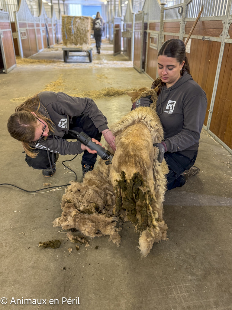  Nouvelle saisie de moutons maltraités en province du Luxembourg