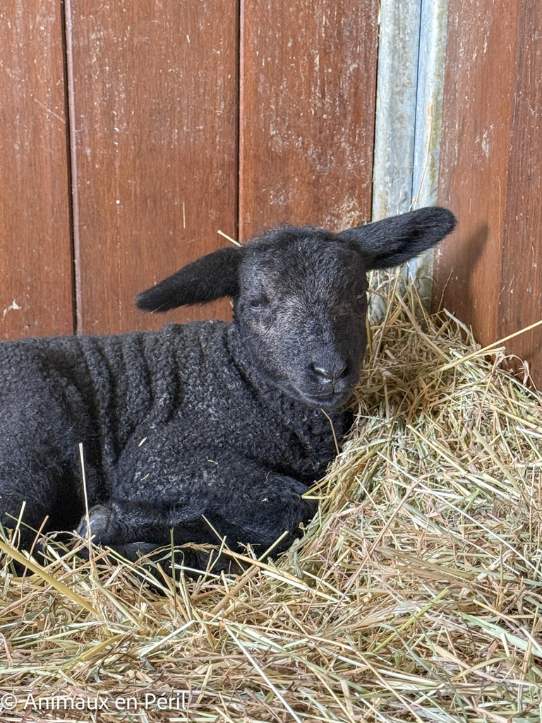 Zélie est arrivée avec un secret bien gardé