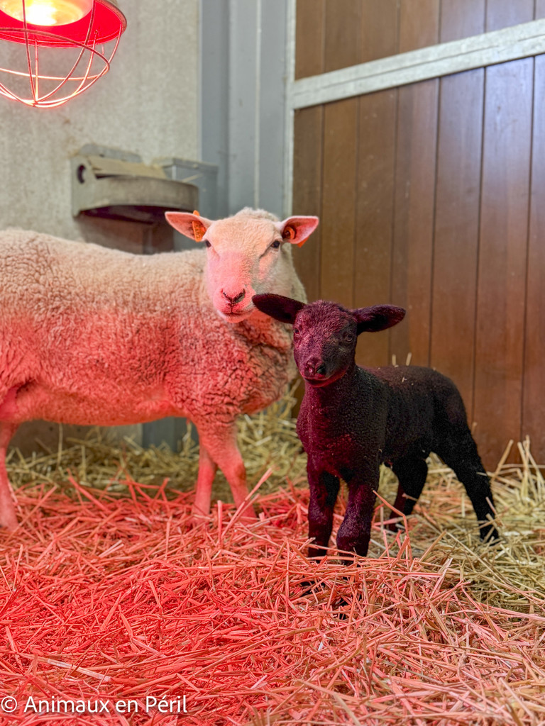 Zélie est arrivée avec un secret bien gardé