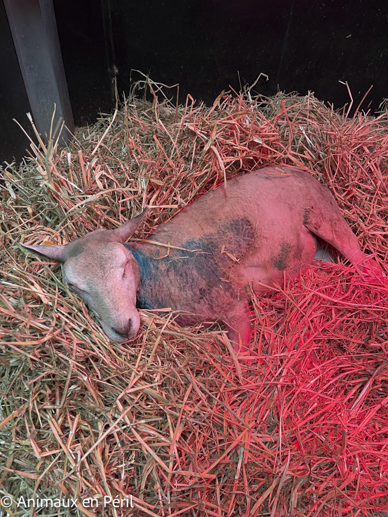Zélie est arrivée avec un secret bien gardé