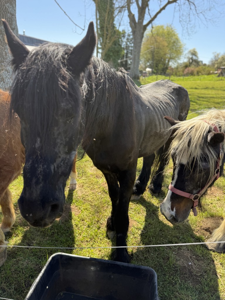 Nouvelle saisie de 5 chevaux à Durbuy : des animaux dissimulés pour échapper aux contrôles