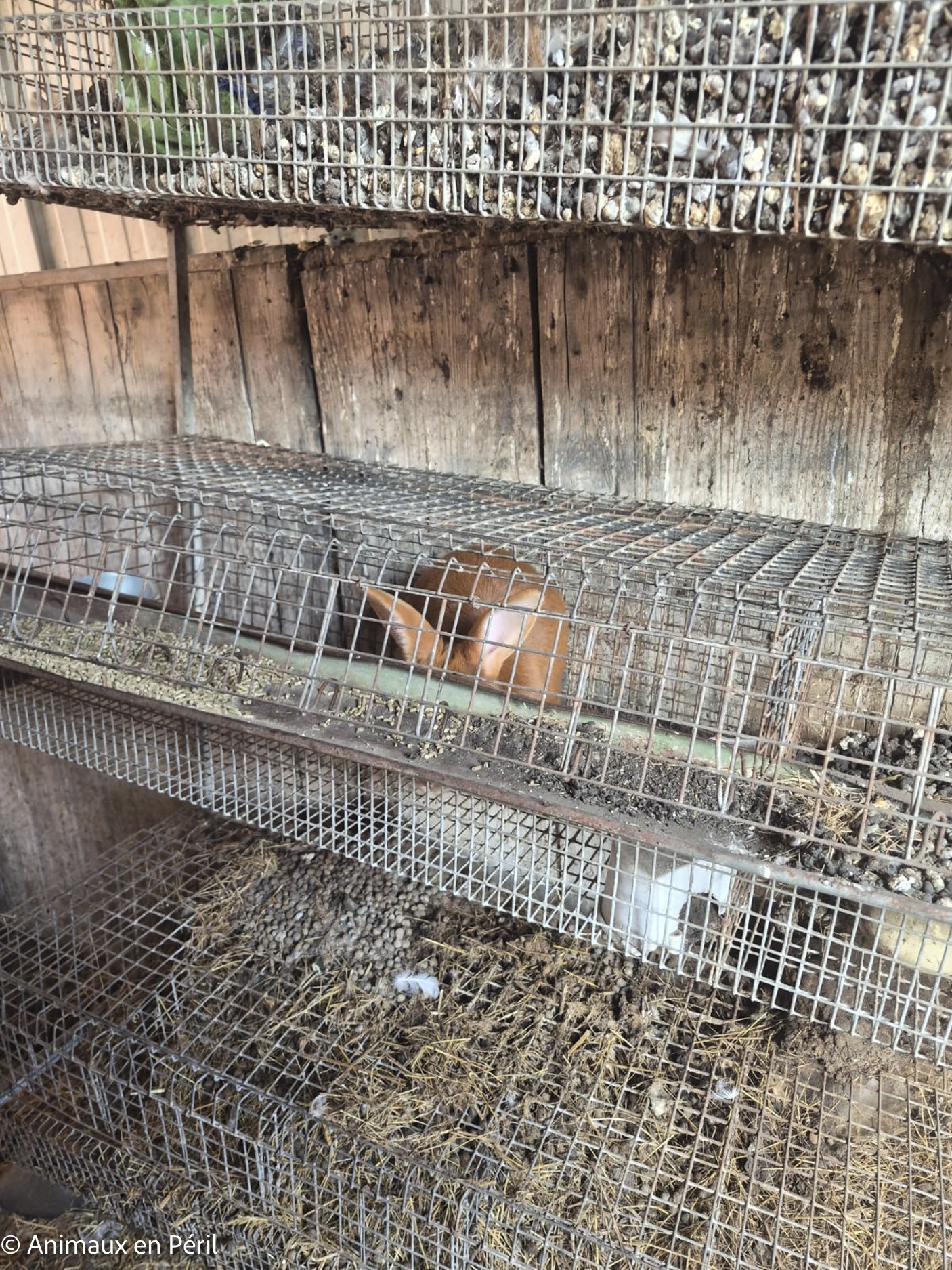 Boussu : 37 animaux enfin libérés de leurs souffrances