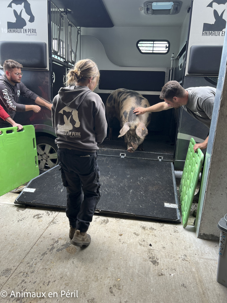 Sambreville : une trentaine d'animaux pris en charge 