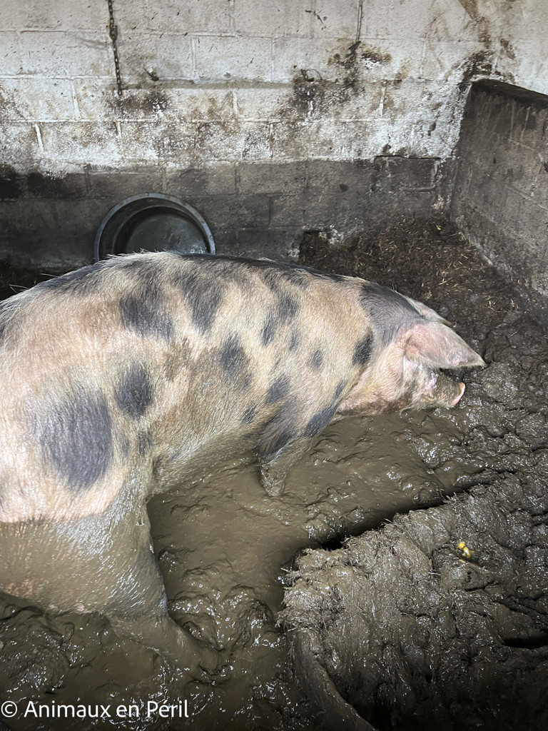 Sambreville : une trentaine d'animaux pris en charge 