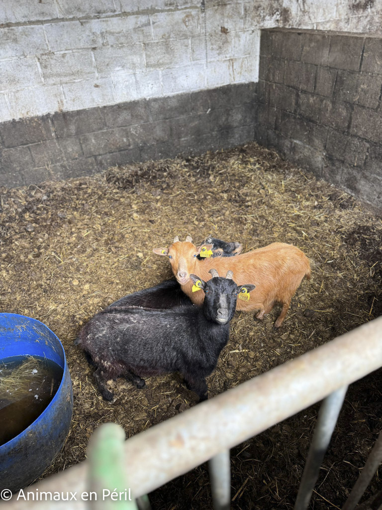Sambreville : une trentaine d'animaux pris en charge 