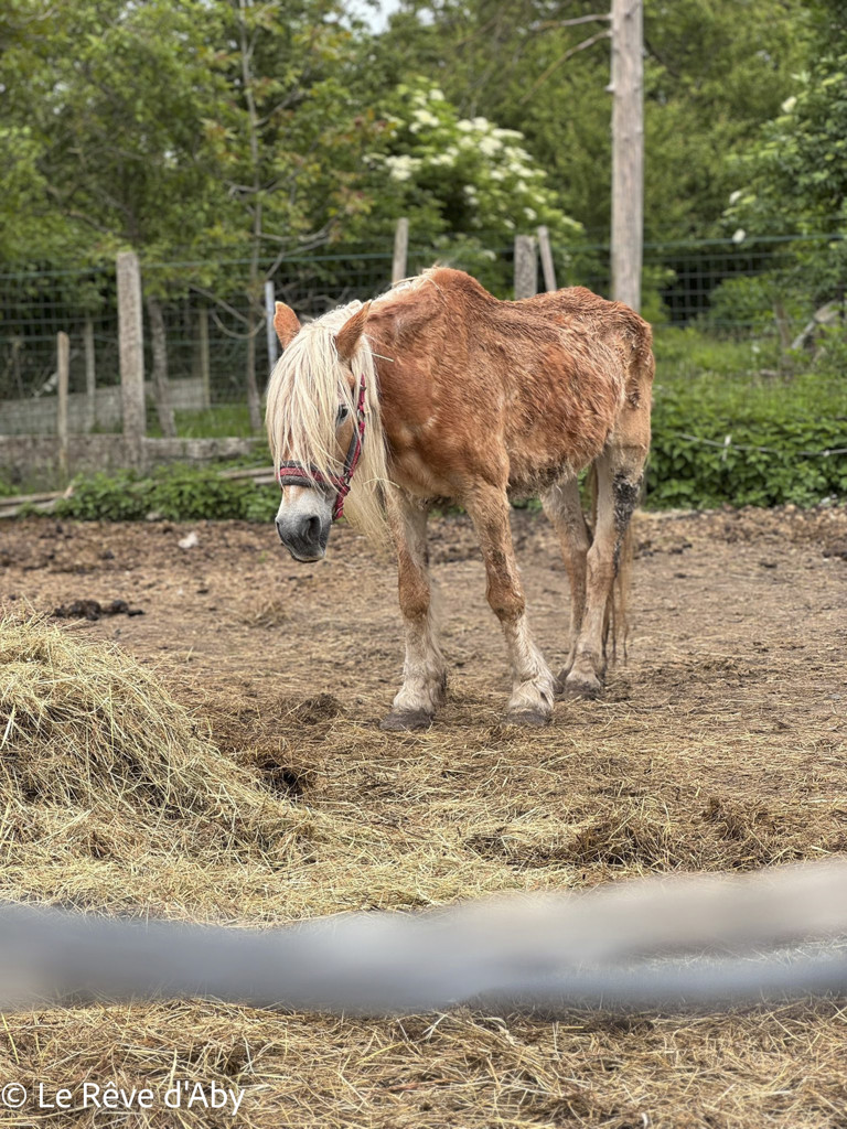 Sambreville : une trentaine d'animaux pris en charge 