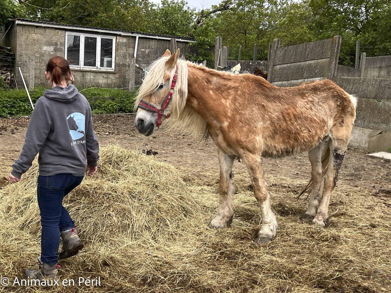 Sambreville : une trentaine d'animaux pris en charge 