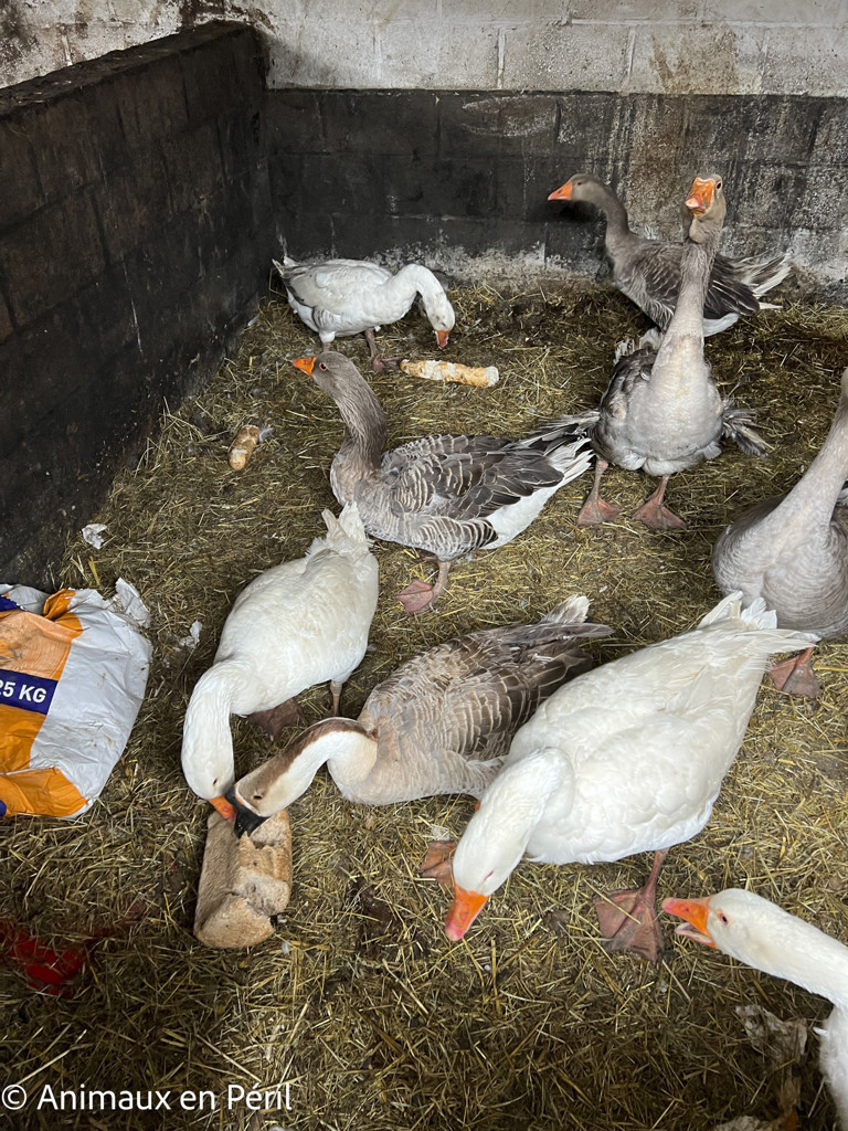 Sambreville : une trentaine d'animaux pris en charge 