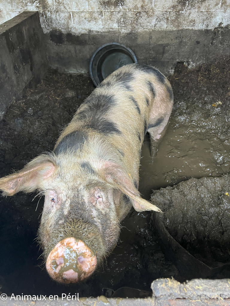 Sambreville : une trentaine d'animaux pris en charge 