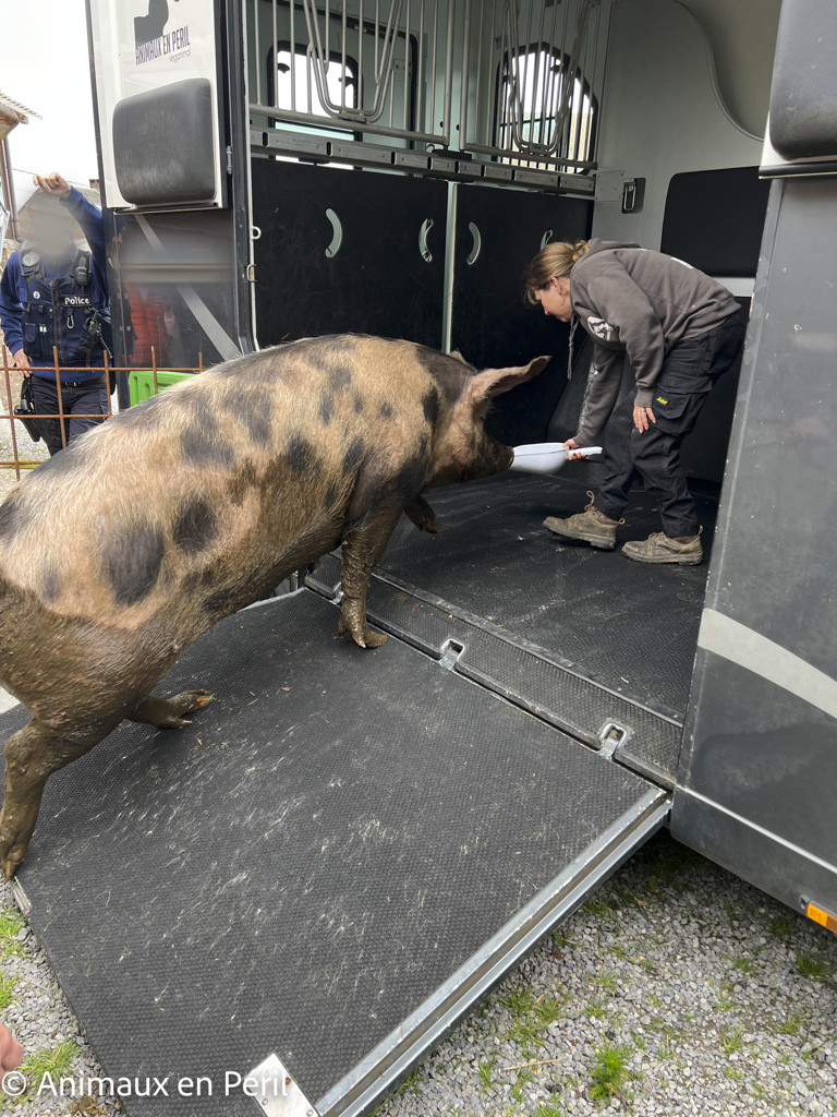 Sambreville : une trentaine d'animaux pris en charge 