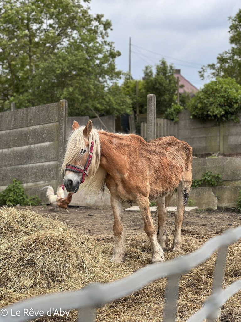 Sambreville : une trentaine d'animaux pris en charge 