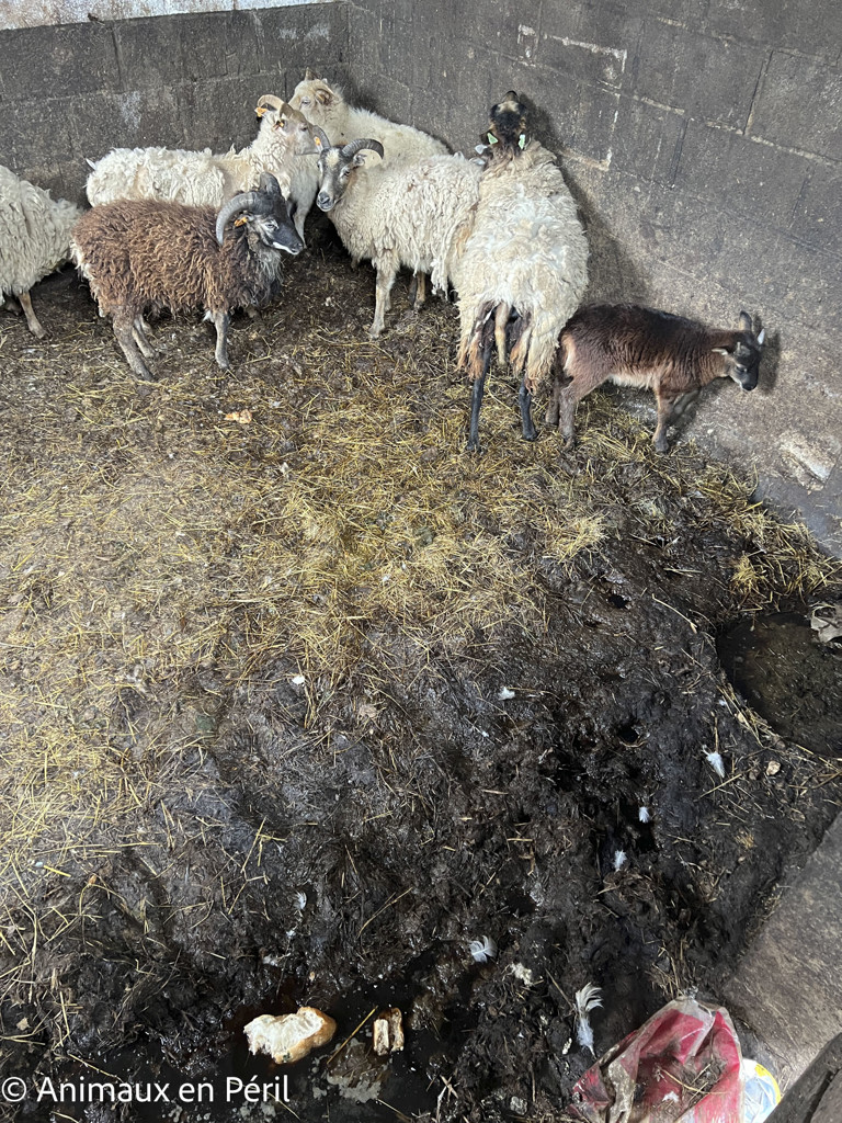 Sambreville : une trentaine d'animaux pris en charge 