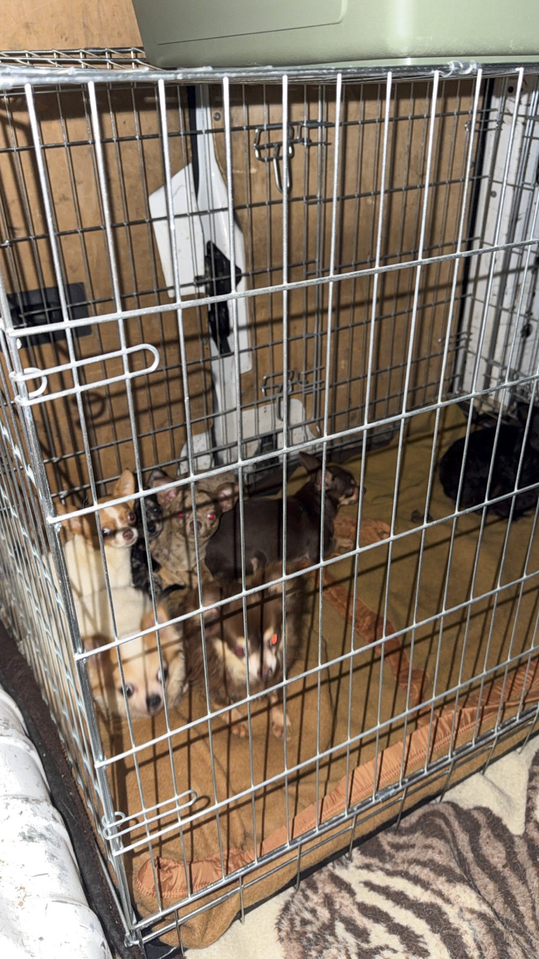 Chièvres : près de 300 animaux saisis dans des conditions de surpopulation extrême