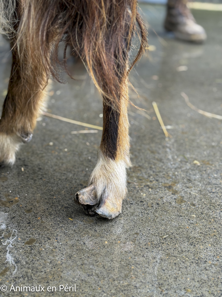 2 chèvres errantes sauvées à Cuesmes !