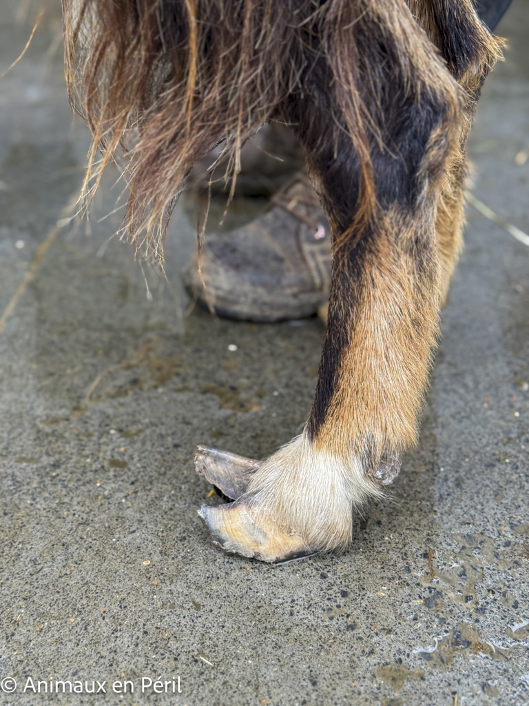 2 chèvres errantes sauvées à Cuesmes !