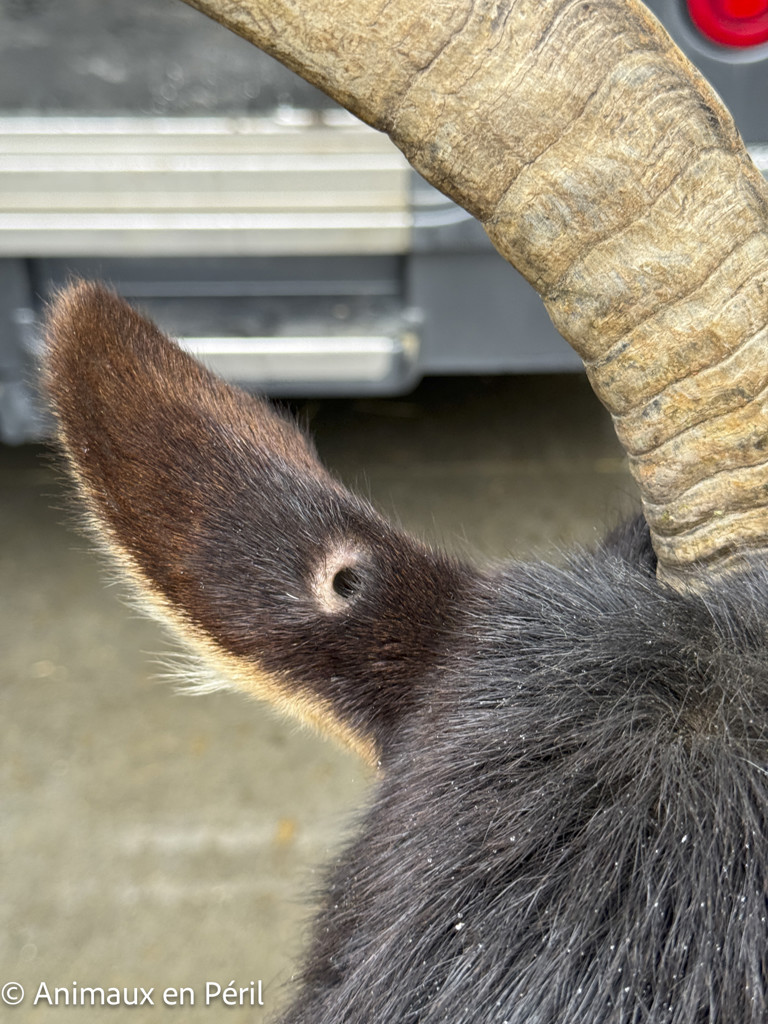 2 chèvres errantes sauvées à Cuesmes !