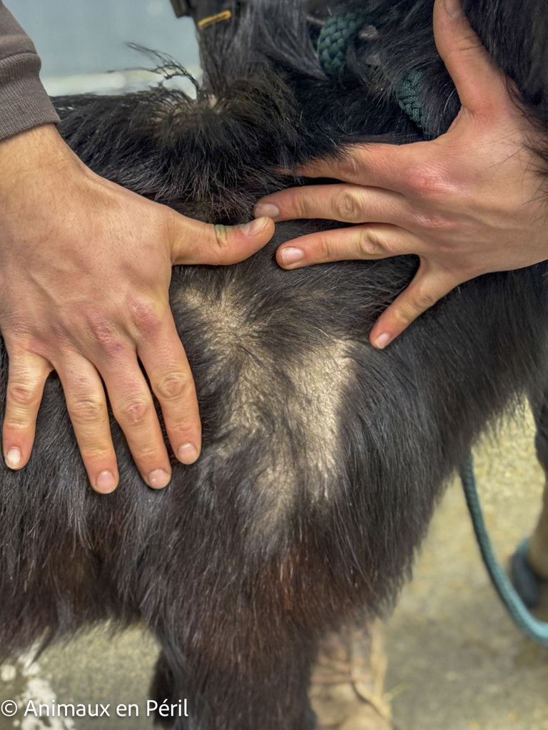 2 chèvres errantes sauvées à Cuesmes !