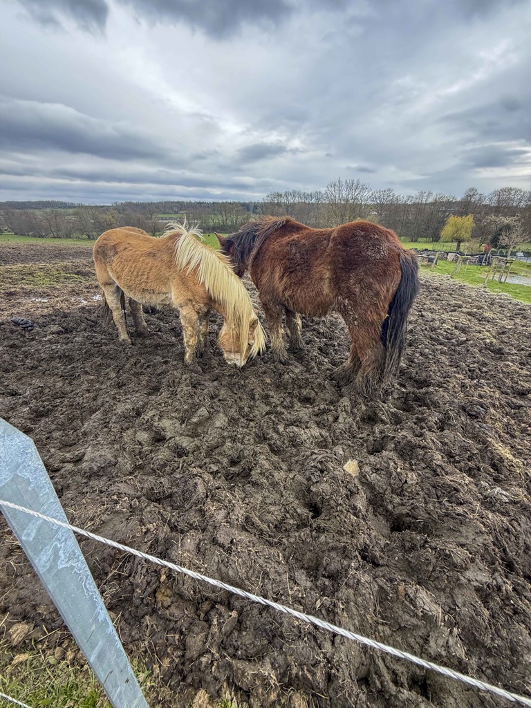 Saisie de 11 chevaux en état de grande détresse à Somme-Leuze : une mobilisation exceptionnelle des refuges wallons
