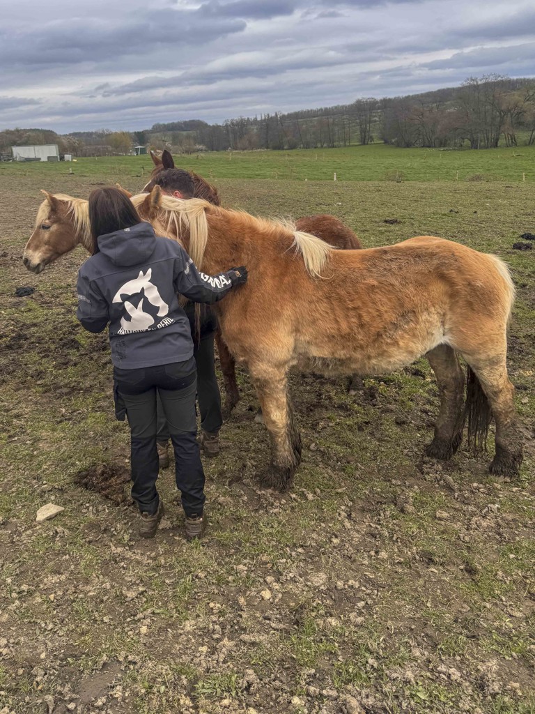 Saisie de 11 chevaux en état de grande détresse à Somme-Leuze : une mobilisation exceptionnelle des refuges wallons